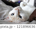 朝の誘惑 121896636