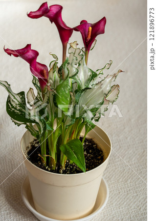 フローズンクイーンが植えられた鉢植え植物の室内写真 フローズンクイーンが植えられた鉢植え植物の室内写真 121896773