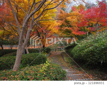落葉間近の根来寺の紅葉 121896931