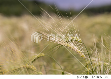 wheat field after a thunderstorm and rain wheat field after a thunderstorm and rain 121897070