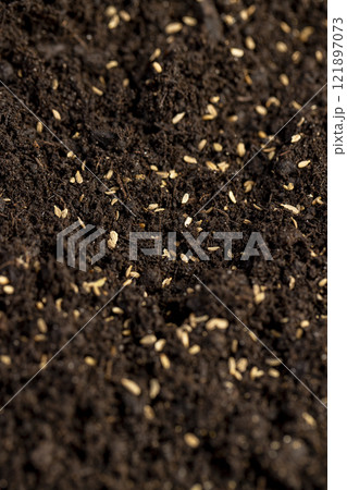 seeds of one carrot variety sown in fertile soil seeds of one carrot variety sown in fertile soil 121897073