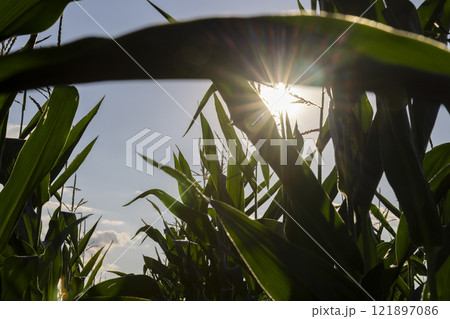 beautiful corn flowers in the summer in sunny weather beautiful corn flowers in the summer in sunny weather 121897086
