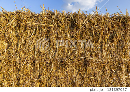 square stacks of golden wheat straw in a field at sunset 121897087