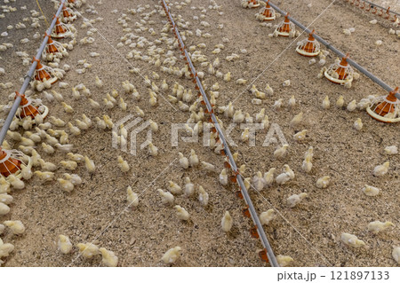 small chickens with yellow fluff in the large hall of the poultry farm 121897133