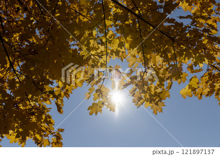 yellowing maple foliage before leaf fall yellowing maple foliage before leaf fall 121897137