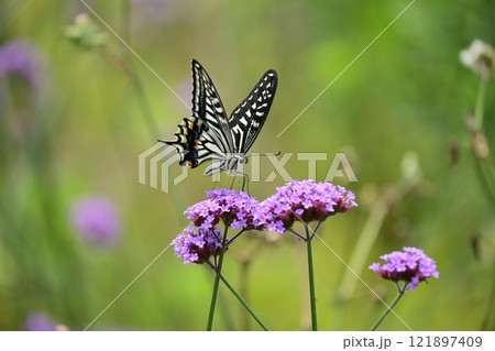 春のイメージ(アゲハチョウ：Swallowtail butterfly) 121897409