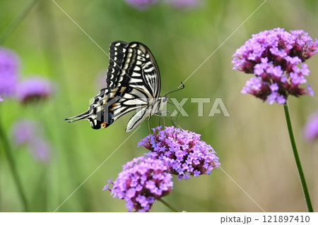 春のイメージ(アゲハチョウ：Swallowtail butterfly) 121897410