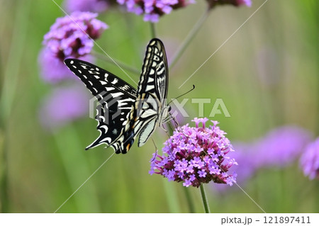 春のイメージ(アゲハチョウ：Swallowtail butterfly) 121897411