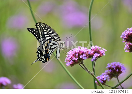 春のイメージ(アゲハチョウ：Swallowtail butterfly) 121897412