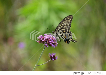 春のイメージ(アゲハチョウ:Swallowtail butterfly) 春のイメージ(アゲハチョウ:Swallowtail butterfly) 121897415