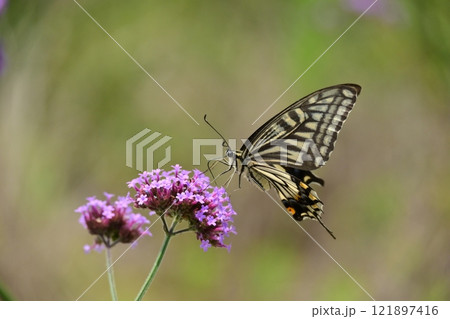 春のイメージ(アゲハチョウ：Swallowtail butterfly) 121897416