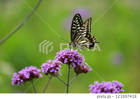 春のイメージ(アゲハチョウ：Swallowtail butterfly) 121897418