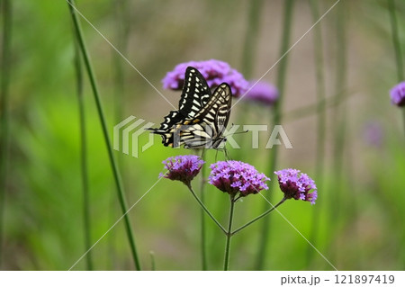 春のイメージ(アゲハチョウ：Swallowtail butterfly) 121897419