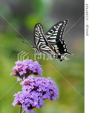 春のイメージ(アゲハチョウ：Swallowtail butterfly) 121897424