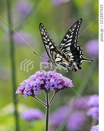 春のイメージ(アゲハチョウ:Swallowtail butterfly) 春のイメージ(アゲハチョウ:Swallowtail butterfly) 121897425