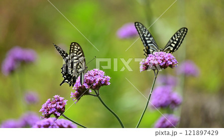 春のイメージ(アゲハチョウ：Swallowtail butterfly) 121897429
