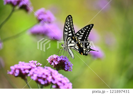 春のイメージ(アゲハチョウ:Swallowtail butterfly) 春のイメージ(アゲハチョウ:Swallowtail butterfly) 121897431