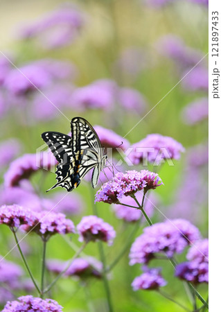 春のイメージ(アゲハチョウ：Swallowtail butterfly) 121897433