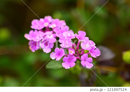 ランタナ（コバノランタナ：Trailing lantana）水滴付き 121897524