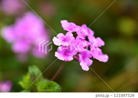ランタナ(コバノランタナ:Trailing lantana)水滴付き ランタナ(コバノランタナ:Trailing lantana)水滴付き 121897526