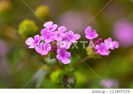 ランタナ(コバノランタナ:Trailing lantana)水滴付き ランタナ(コバノランタナ:Trailing lantana)水滴付き 121897529