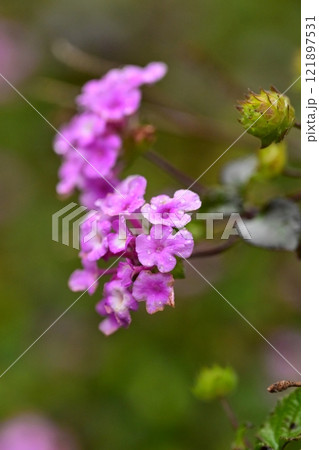 ランタナ（コバノランタナ：Trailing lantana）水滴付き 121897531