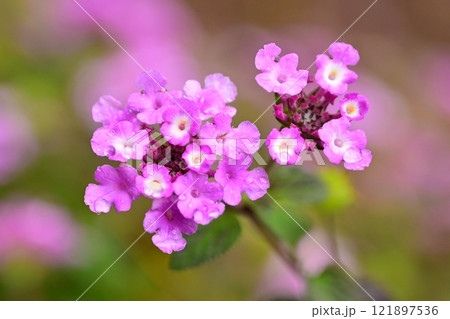 ランタナ(コバノランタナ:Trailing lantana)水滴付き ランタナ(コバノランタナ:Trailing lantana)水滴付き 121897536