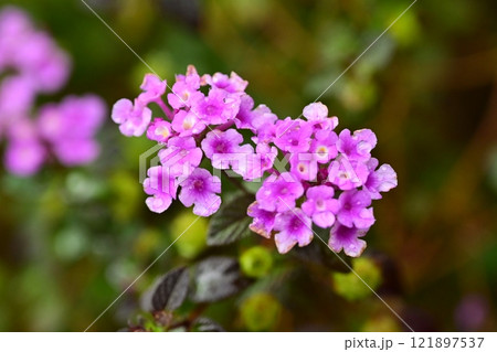 ランタナ（コバノランタナ：Trailing lantana）水滴付き 121897537