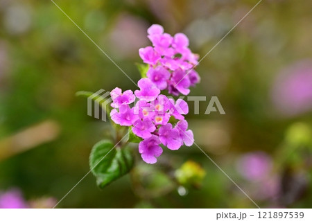 ランタナ（コバノランタナ：Trailing lantana）水滴付き 121897539