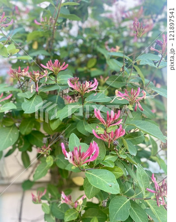 植物園 花 スイカズラ ハニーサックル Honeysuckle 植物園 花 スイカズラ ハニーサックル Honeysuckle 121897541