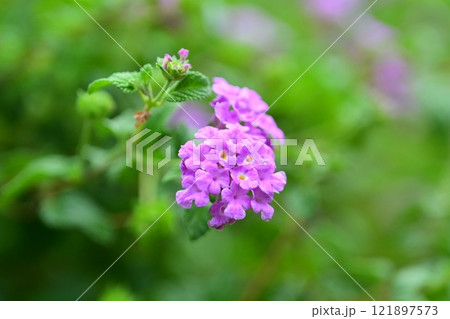 かわいいランタナ(コバノランタナ:Trailing lantana) かわいいランタナ(コバノランタナ:Trailing lantana) 121897573