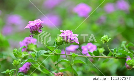 かわいいランタナ(コバノランタナ:Trailing lantana) かわいいランタナ(コバノランタナ:Trailing lantana) 121897577