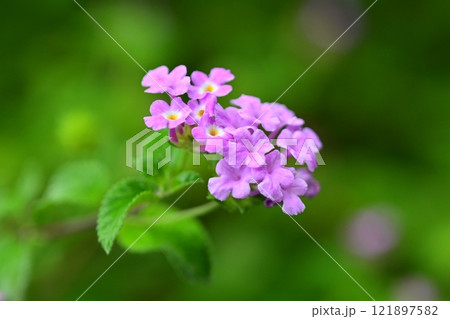 かわいいランタナ(コバノランタナ:Trailing lantana) かわいいランタナ(コバノランタナ:Trailing lantana) 121897582