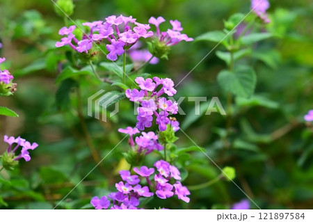 かわいいランタナ(コバノランタナ:Trailing lantana) かわいいランタナ(コバノランタナ:Trailing lantana) 121897584
