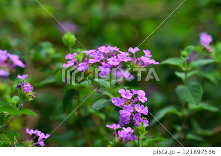 かわいいランタナ(コバノランタナ:Trailing lantana) かわいいランタナ(コバノランタナ:Trailing lantana) 121897586