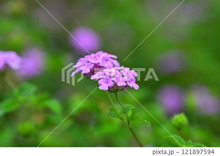 かわいいランタナ（コバノランタナ：Trailing lantana） 121897594