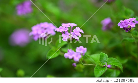 かわいいランタナ(コバノランタナ:Trailing lantana) かわいいランタナ(コバノランタナ:Trailing lantana) 121897599