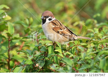 かわいいスズメ（雀/sparrow) 121897947