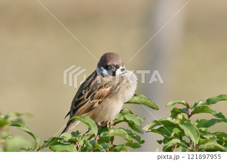かわいいスズメ（雀/sparrow) 121897955