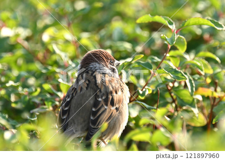 かわいいスズメ（雀/sparrow) 121897960
