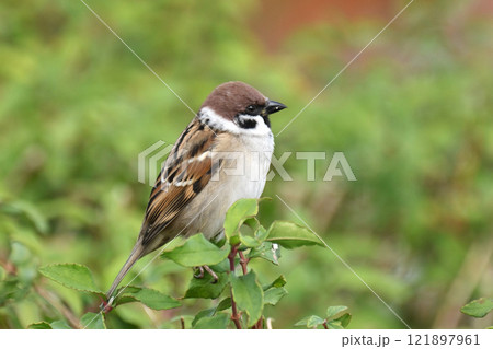 かわいいスズメ（雀/sparrow) 121897961