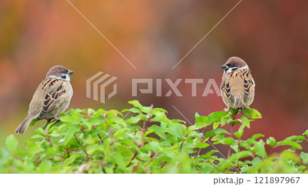 かわいいスズメ(雀/sparrow) かわいいスズメ(雀/sparrow) 121897967