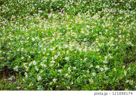 コシロノセンダングサ コシロノセンダングサ 121898174