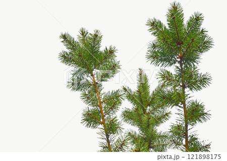 Scented young green branches of spruce,pine 121898175