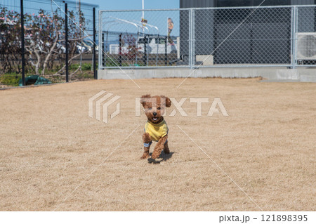 ドッグランで走る犬 ドッグランで走る犬 121898395