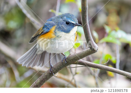 尾羽を広げるルリビタキ 121898578