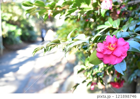 赤いサザンカの花 121898746