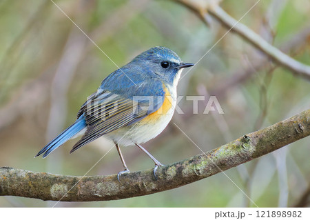 ルリビタキの雄 121898982