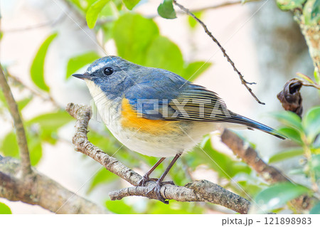 森から姿を現すルリビタキ 121898983