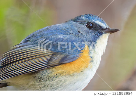 ルリビタキのバストアップ 121898984